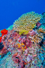 Naklejka na ściany i meble Hard coral, Coral Reef, Reef Building Coral, North Ari Atoll, Maldives, Indian Ocean, Asia