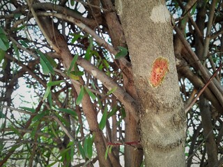 Closeup of sign of injury on a tree trunk peeled tree bark with axe
