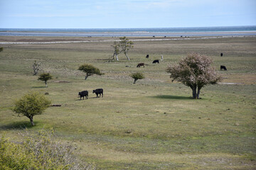 Grazing cattle in a wide grassland by the coast