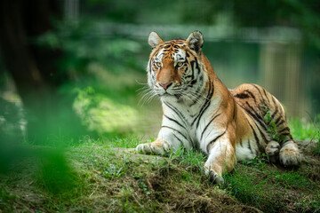 Obraz premium Siberian Tiger in the forest