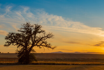 Fototapeta na wymiar The lonely tree at sunset.
