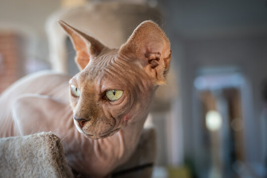 Canadian Sphinx. green-eyed cat