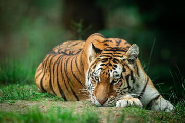 Fototapeta na wymiar Siberian Tiger in the forest