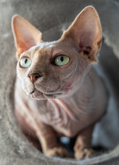 Canadian Sphinx. green-eyed cat