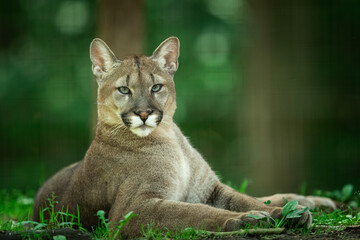 Fototapeta na wymiar Puma dying in the forest