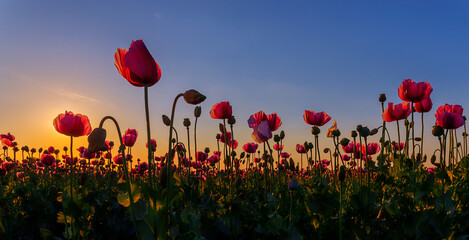 Fototapeta na wymiar Flowering opium poppy field, purple colored poppy, papaver somniferum