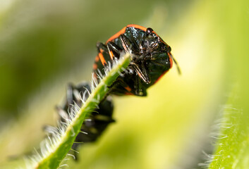 Close-up love of two beetles on a plant