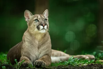 Foto op Aluminium Puma dying in the forest © AB Photography