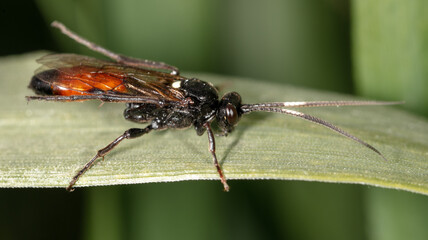 A fly on a green leaf on nature.