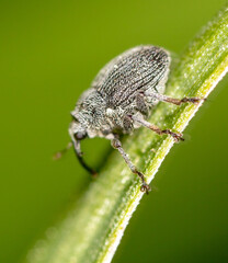 Close-up of a beetle on a plant