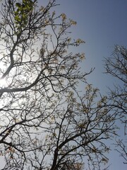 Ramas de arboles entre las que se entrevee las luces y colores del cielo