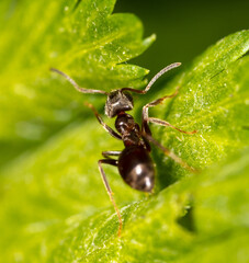 Closeup of an ant on a leaf on nature.