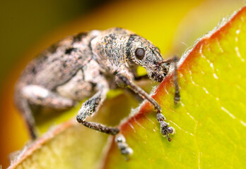 Close-up of a beetle on a plant