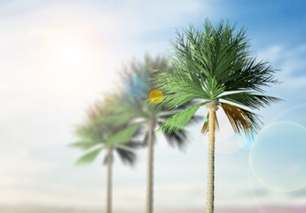 Oasis.