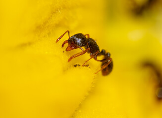 Closeup of an ant on a yellow flower on nature.