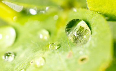 Drops of water on a green leaf on nature.