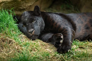 Rolgordijnen Black Panther in the jungle © AB Photography