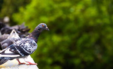 Racing pigeon comes home.Portrait of birds.