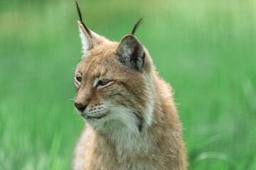 Obraz premium Portrait of Lynx in the forest