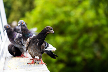 Racing pigeon comes home.Portrait of birds.