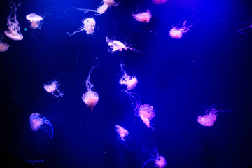 Beautiful jellyfish, medusa in the neon light with the fishes. Aquarium with blue jellyfish and lots of fish. Making an aquarium with corrals and ocean wildlife. Underwater life in ocean jellyfish.