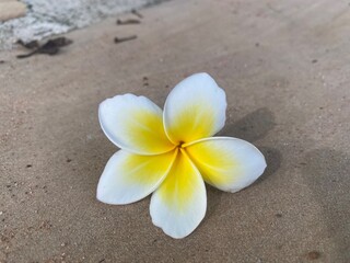 plumeria on the beach