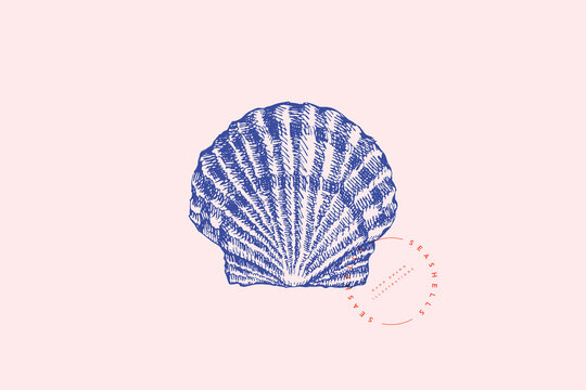 recommend clip art: Realistic hand-drawn scallop shell. Ancient saltwater clam, conch engraved line. Fauna of the sea and ocean in retro style. Design element for menu, invitation, poster, postcard.