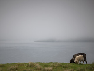 F&auml;r&ouml;er und Schafe