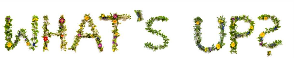 Flower, Branches And Blossom Letter Building English Word Whats Up. White Isolated Background