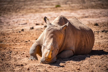 It's Rhinocero on the ground in South Africa