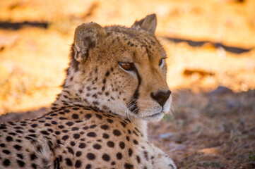 It's Leopard in South Africa