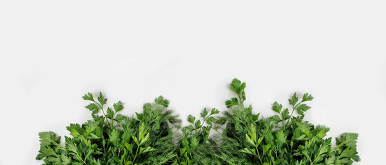 A large bunch of fresh organic green parsley, dill on a white background. Garden greens, spicy herbs, ingredients for cooking. Banner. Close-up, top view, copy space.