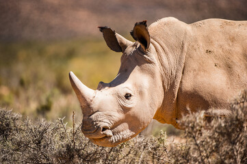 Animals in South Africa