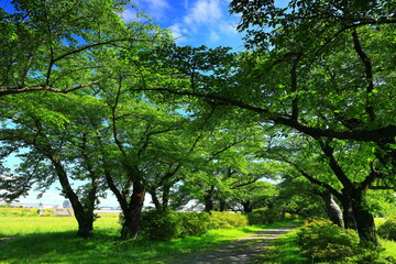 新緑の北上展勝地