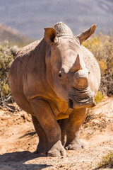 Fototapeta premium Animals in South Africa