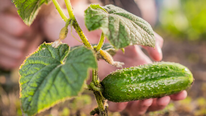 A small hand holds ripe cucumber, care and fresh farm products