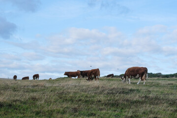 
cows graze in a green meadow in england