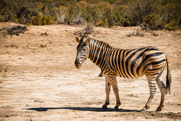 Fototapeta na wymiar Animals in South Africa