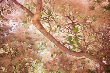 Blooming smoke tree (Cotinus coggygria)