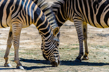 Animals in South Africa