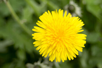 Yellow dandelion flower on a background of green grass