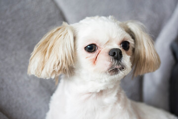 A white shi tzu dog sitting on a couch.