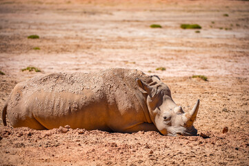 Animals in South Africa
