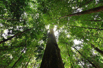 Fototapeta premium Photos of Bigtree natural green in the forest 
