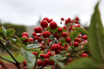Obraz premium berries with water droplets hanging onto them.