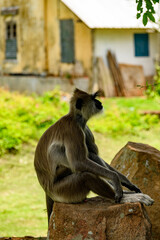 Monkey in wilderness, Sri Lanka