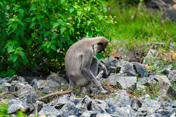 Monkey on the stones in wilderness, Sri Lanka