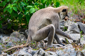 Naklejka na ściany i meble Monkey on the stones in wilderness, Sri Lanka