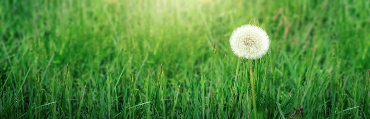 Close-up view of dandelion on grass with place for the text