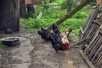Adult hens eat grain in the yard of a rural house. Farm life in Ukraine, growing chickens
